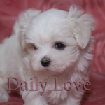 maltese maltese