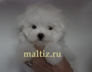 maltese mini maltiz.ru maltese mini maltiz.ru