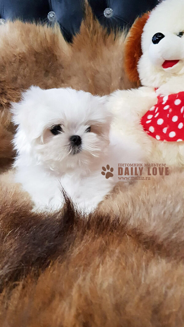 Мальчик мальтезе № 1