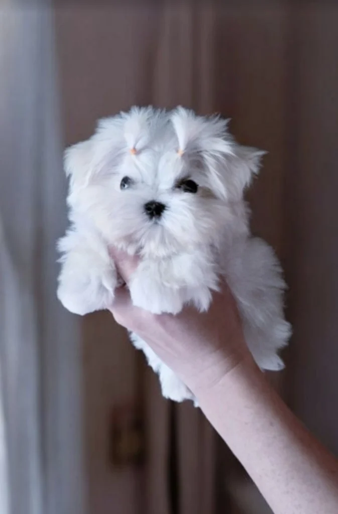maltese-puppy-mini-daily-love