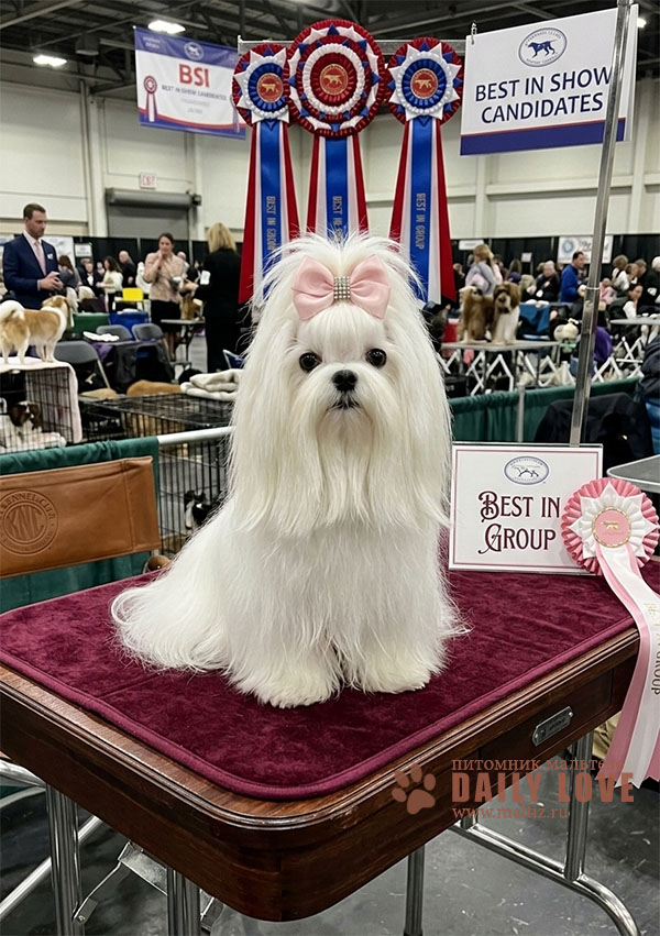 PARFAIT OF BIG EYES LOVE племенной кобель питомника мальтезе Дейли Лав импорт Корея